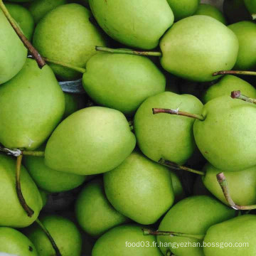 Poires fraîches, poire Shandong